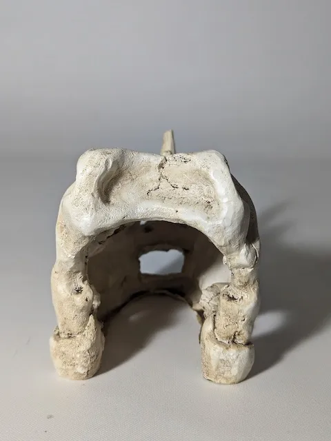樹脂白色恐龍頭骨擺飾(水族擺飾) 3