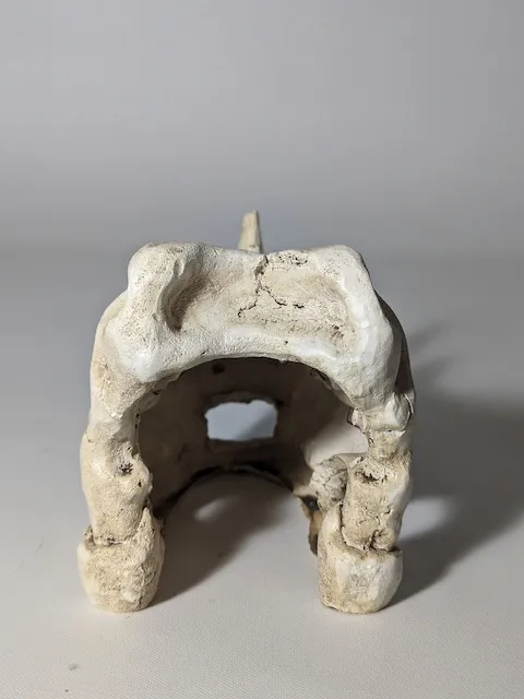 樹脂白色恐龍頭骨擺飾(水族擺飾) 4