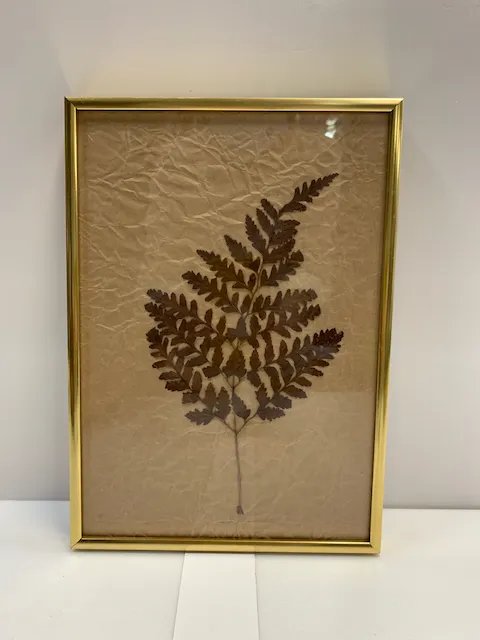 金色鋁框乾燥蕨葉壓花